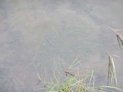 Ranunculus subrigidus