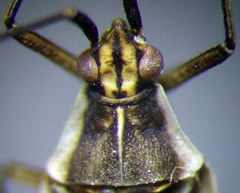 Acetropis carinata