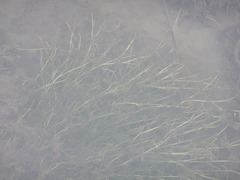 Ranunculus subrigidus