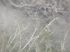 Ranunculus subrigidus