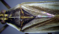 Acetropis carinata