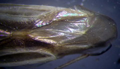Acetropis carinata