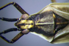 Acetropis carinata