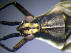Acetropis carinata