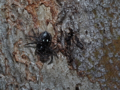 Tharpyna campestrata