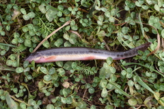 Cobitis taenia