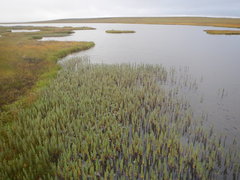 Hippuris tetraphylla
