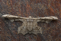 Gonodontis