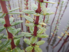 Hippuris tetraphylla
