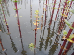 Hippuris tetraphylla