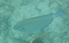 Acanthurus chirurgus