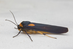 Monosyntaxis holmanhunti