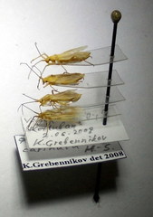 Acetropis carinata
