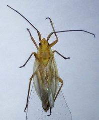 Acetropis carinata