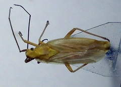 Acetropis carinata
