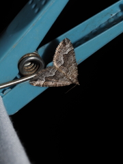 Chrysolarentia cryeropa