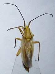 Acetropis carinata