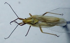 Acetropis carinata