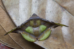 Fascellina pulchracoda