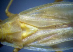Acetropis carinata