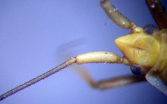 Acetropis carinata