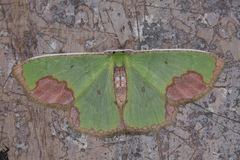 Spaniocentra apatelloides