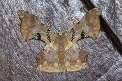 Krananda lucidaria