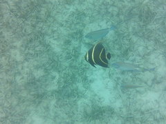 Acanthurus chirurgus