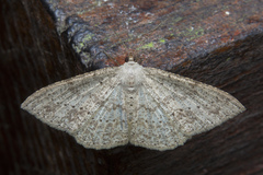 Luxiaria mitorrhaphes