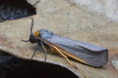 Macrobrochis borneensis