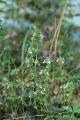 Euphrasia hirtella