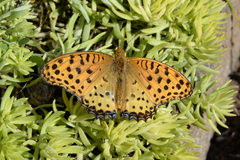 Argynnis hyperbius