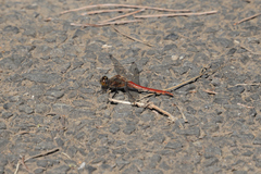 Sympetrum frequens