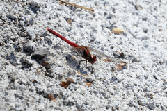Sympetrum baccha matutinum