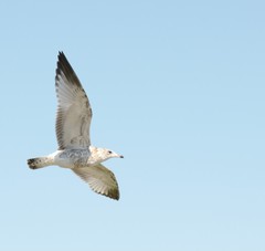 Larus delawarensis