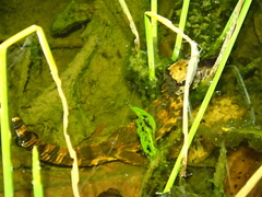 Paleosuchus trigonatus