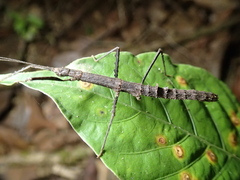 Lobolibethra