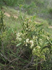 Gymnosporia elliptica