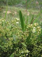 Gymnosporia elliptica