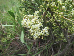 Gymnosporia elliptica