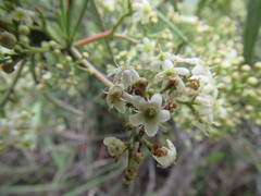Gymnosporia elliptica