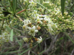 Gymnosporia elliptica