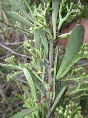 Gymnosporia elliptica