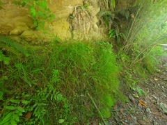 Poa matthewsii