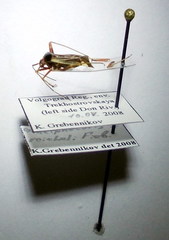 Adelphocoris reichelii