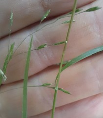 Poa matthewsii