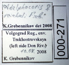 Adelphocoris reichelii