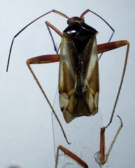 Adelphocoris reichelii