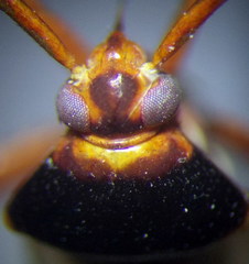 Adelphocoris reichelii