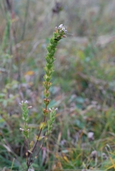 Euphrasia tatarica